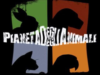 Il Verso Della Volpe Video Interattivo