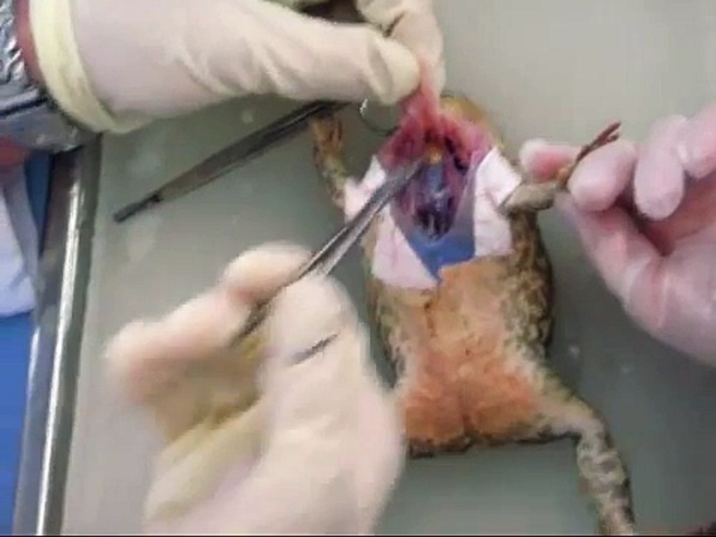Heart Experiment of a Cane Toad