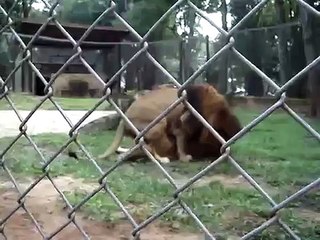 Safari's Farm - Simba e Nalla