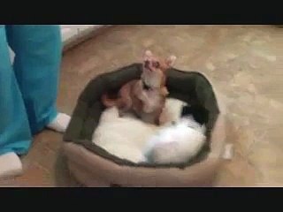 Chihuahua welcomes home Papillon... sorta