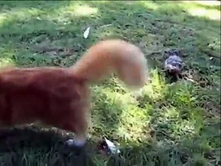 Tortoise vs. Cats epic music