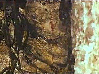 Hydrogen Sulfide Death in an Underground Mine 1973