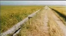 Memories of Murder (the best Japanese trailer)