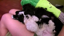 Cookie and Simba Sleeping 잠자는 귀여운 강아지 쿠키와 심바