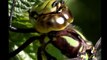 The magic of nature - The life of insects in detail