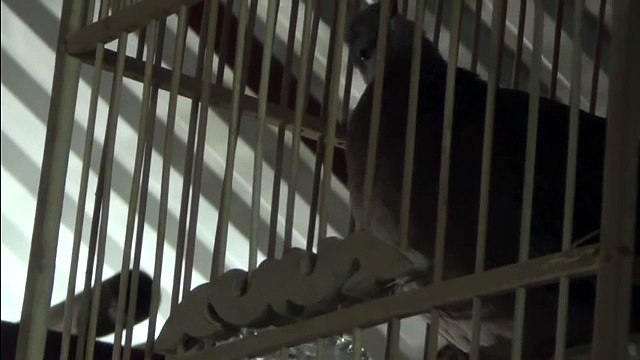 Cu gáy bổ 5 hậu 2 Mua bán chim cu gáy 15 02 2014