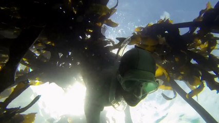LESLEY ROCHAT FREEDIVING IN KELP FORESTS WITH COWSHARKS