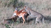 Large African Antelope VS 4 Cheetahs