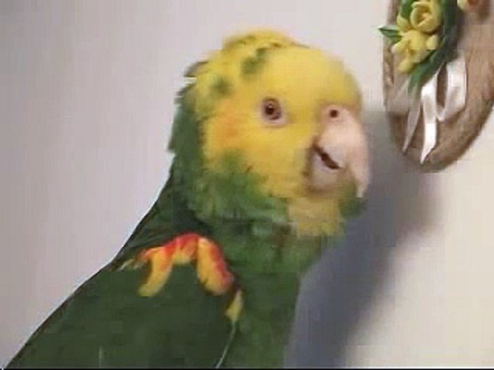 loro hablando ingles