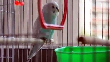 Lalo el periquito australiano cantando