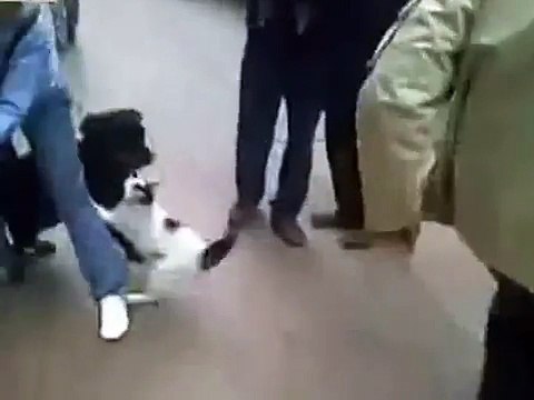 Кот напал на крупную собаку