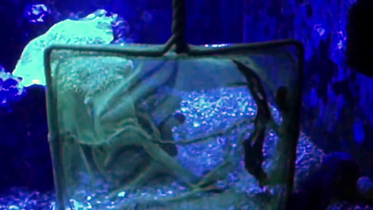 How to remove tough green/coralline algae off the glass in your reef