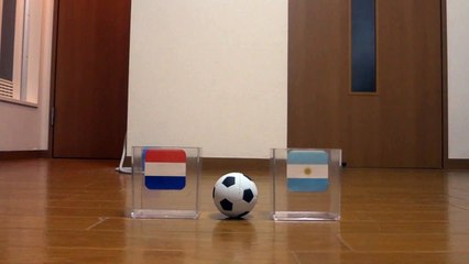 W杯準決勝"オランダVSアルゼンチン"の予想をする猫　- the cat predicts "NLD VS ARG" of the WC soccer -
