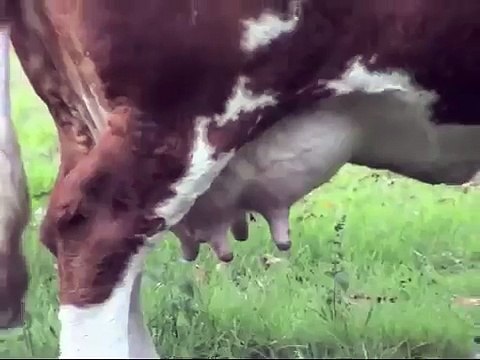 Zuraya EE016. Donadora de embriones Fleckvieh.