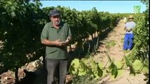 Vinos Naturales y Vinos Ecológicos Espacio Protegido Canal Sur