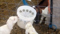 baby goats drinking from milk bucket