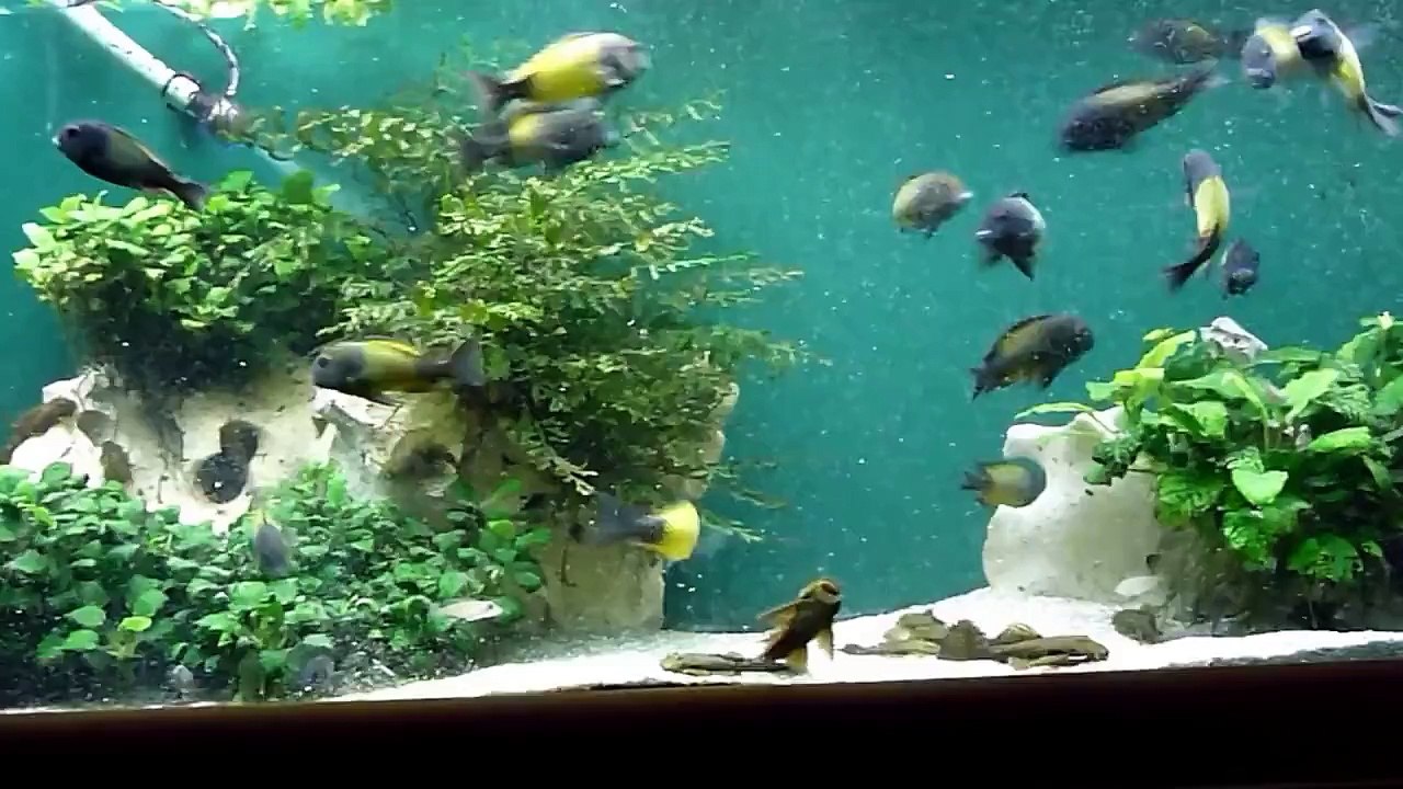 Tropheus sp. 'Ikola' (Kaiser)