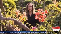 مراسلو الجزيرة:: الفل اليمني مصدر بهجة في المناسبات والاعراس