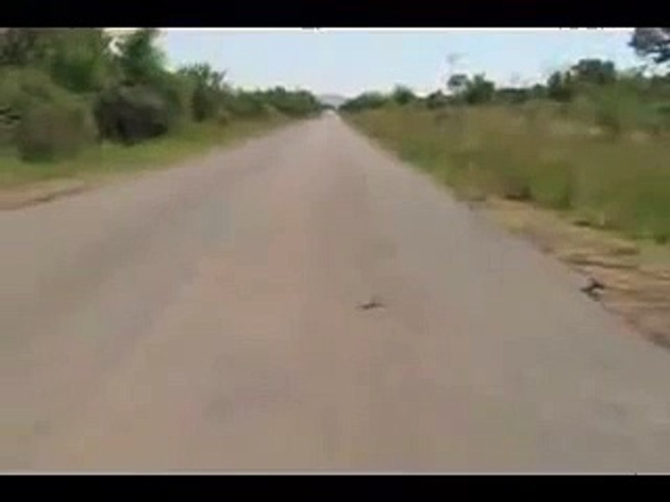 Ghetto Gecko