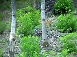 CACCIA DI SELEZIONE AL CAPRIOLO