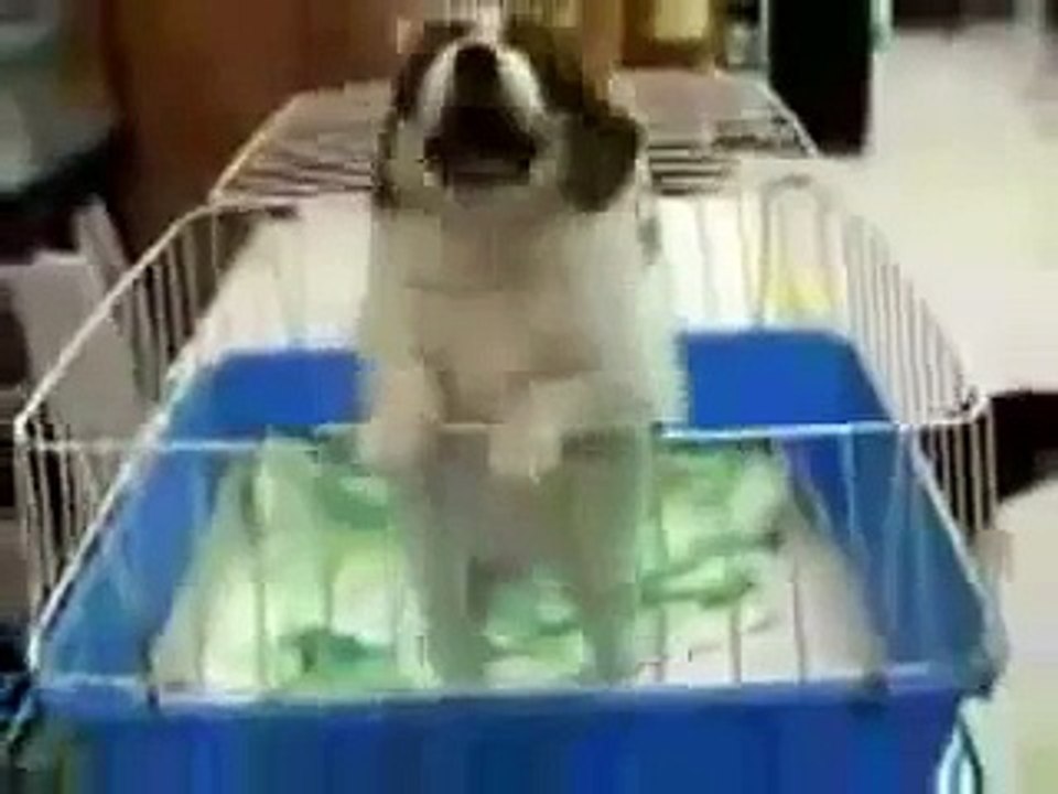 Top 10 des animaux les plus drole