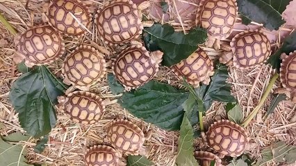 ขายเต่าซูคาต้า ขายเต่าบก ขายเต่า ขายเต่ายักษ์ by Sayrep.com