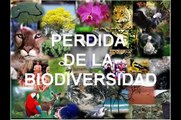 Reflexión sobre la perdida de la Biodiversidad