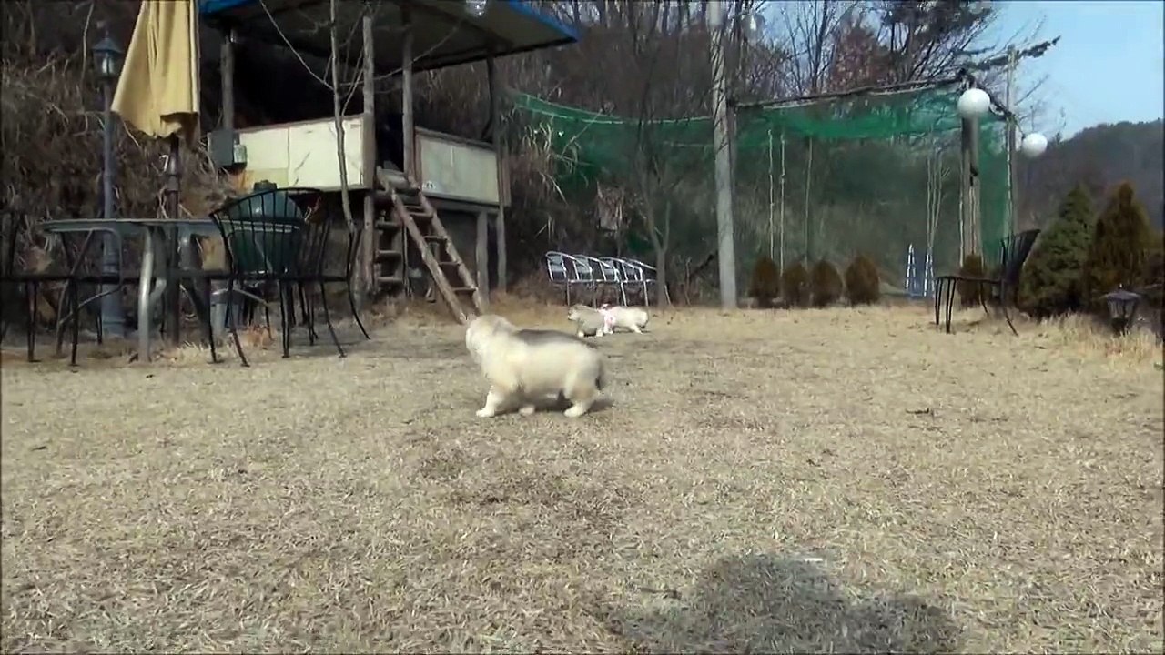 Seongju Siberian Husky Kennel's Siberian Husky baby of Korea---------www.husky.co.kr