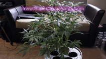 600 watt HPS Grow Tent Marijuana Hydroponics Purple Jems #2 Buds Auto Flower weed indoor