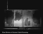 The Blue Planet: Art of Animal, Slow Motion Scene, Stork Running ⇉ “BEST SLOW MOTION SCENE” ⇇