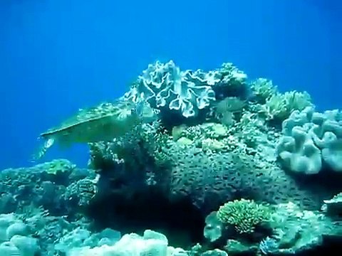 Turtle Feeding on Soft Coral TurtleBay: Great Barrier Reef Snorkeling.AVI