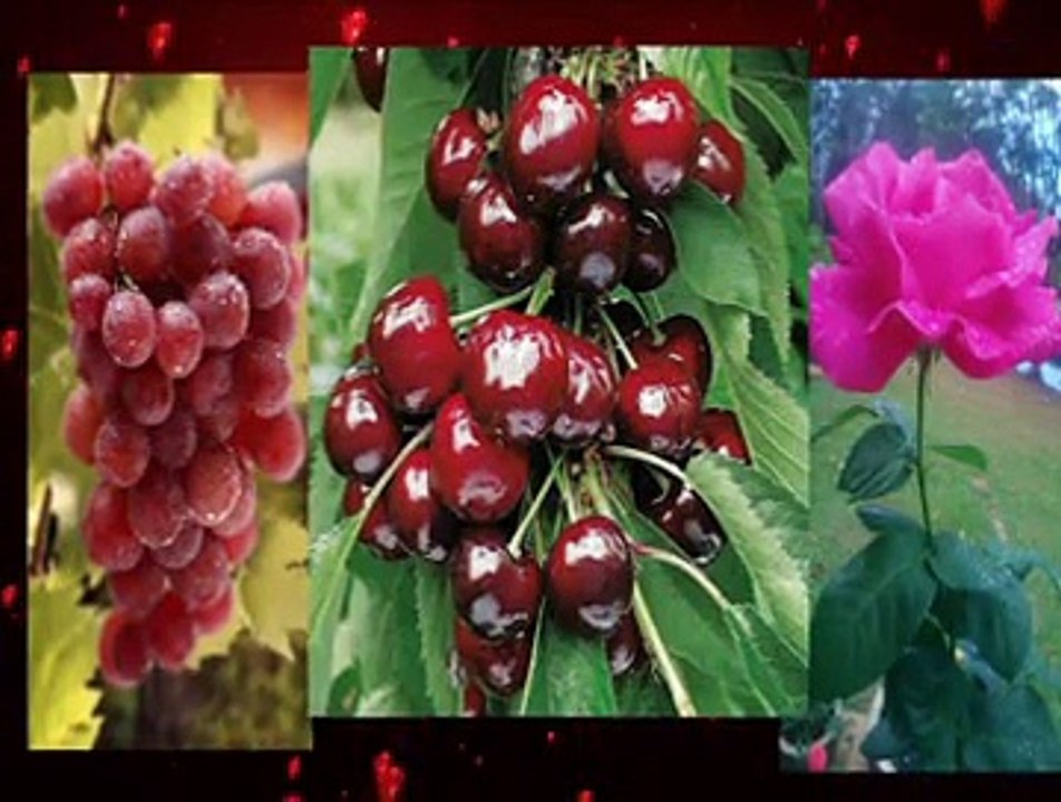 Rahman Sures Dünyanın en Güzel Sesli Türkçe Meali