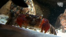 Red Clawed Crab (Sesarma bidens) - Look at the ... - Animalia Kingdom Show