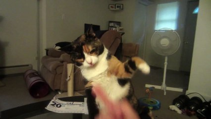 Il ne faut jamais jurer devant un chat !