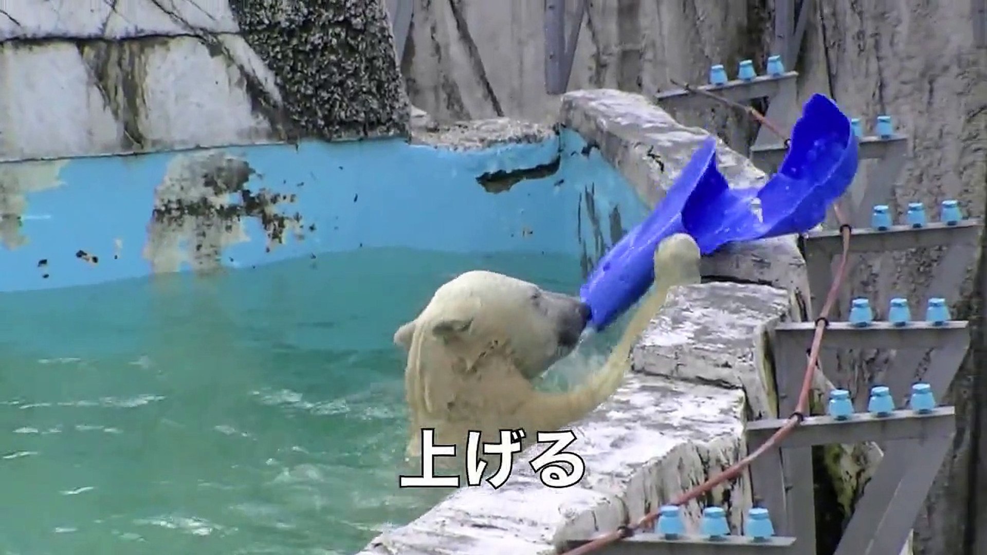 ⁣円山動物園 ホッキョクグマ おもちゃの遊び方