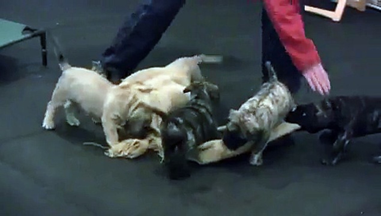 Red Star Presa Canario puppies