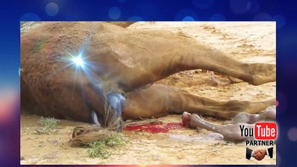 Watch live birth  ,Camel   live births"