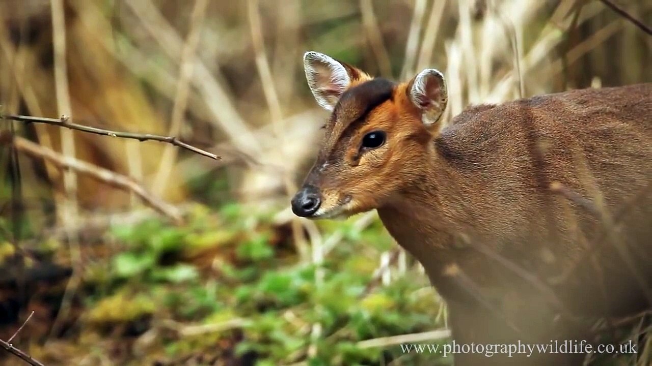 WILDLIFE - Muntjac Deer HD