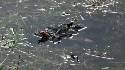 Frogs gone wild   animal funny love