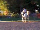 Arabian dressage horse flying changes