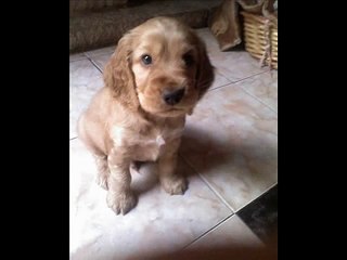 ulises mi perro cocker