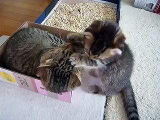 マンチカン(Munchikin)　父猫(father)　息子猫 (son)