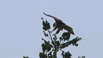 Red-tailed Hawk flys off tree top screaming