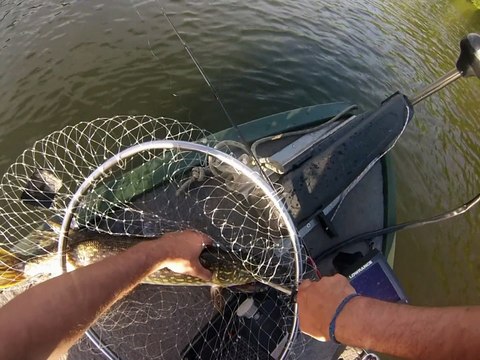 Brochets-Silure-Perches