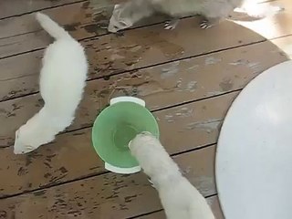 Ferrets + Water = Silly