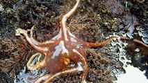 Red Octopus (Octopus rubescens) stalking crab at Linda Mar