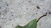 Araña roja (ácaro), red spider mite (Tetranychus urticae)