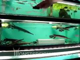 Tropical Gar Feeding by Shark Aquarium - Monsterfishkeepers