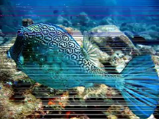 Aquaman Escola de Mergulho