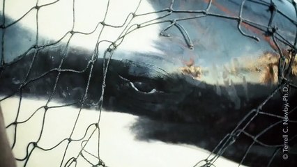 The 30-Second Video That's Terrifying SeaWorld